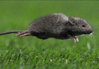 属鼠人未来十年运势预测，72年鼠人2022 年运程
