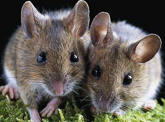 属鼠的贵人有哪些，2022 年属鼠的命中贵人