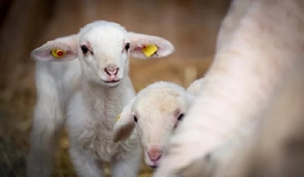 属羊是几几年出生的，属羊人2022 年几岁