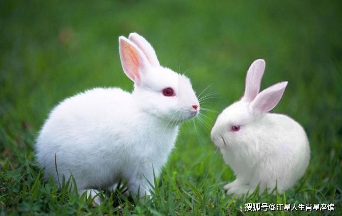 属兔的三合属相和相克，87年属兔33岁有一劫