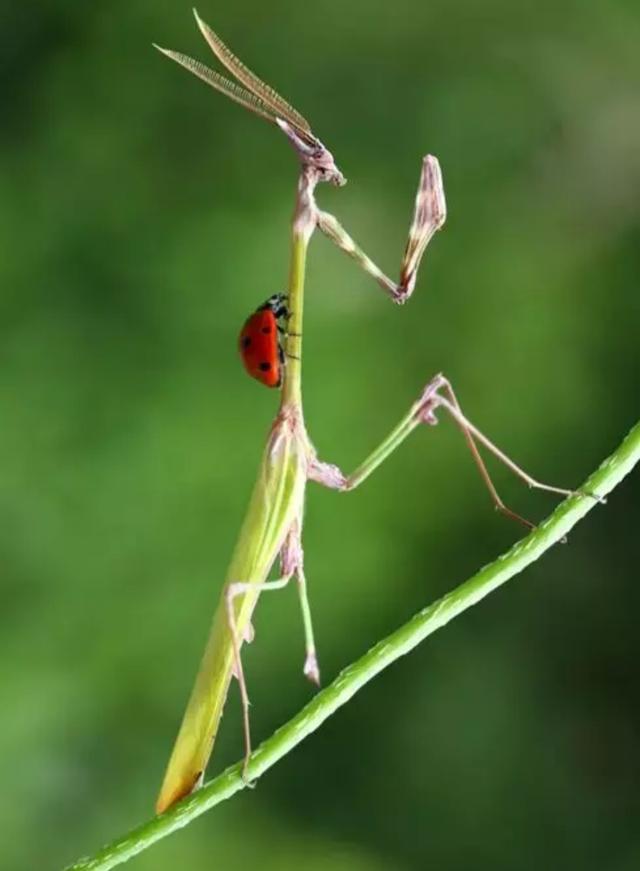 鸡和兔在一起对谁不利，属鸡和属兔在一起破财