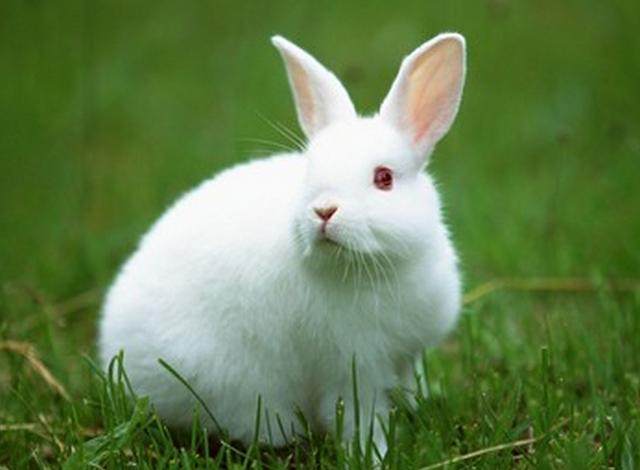 属兔的和属兔的在一起相配吗，属兔的和属兔的合财吗