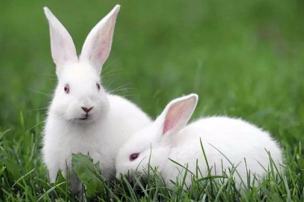 和属兔的相克的属相有哪些，87年属兔的和什么属相最配