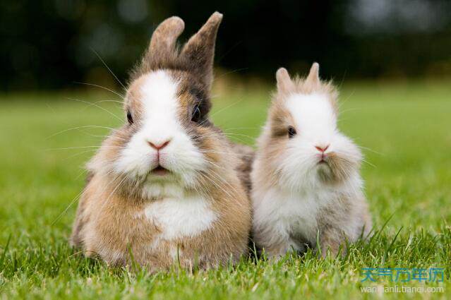 5年属兔的更佳配偶，75属兔一生有几次婚姻"