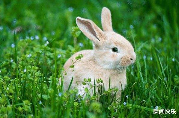 属兔的都是哪一年出生的人，属兔是哪一年出生的1963