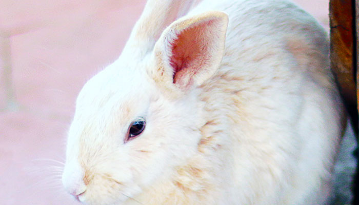 属兔的是哪年出生的，一月羊守空房二月羊三月羊