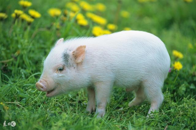 属猪人命中注定的贵人是谁，属猪2022 年烂桃花