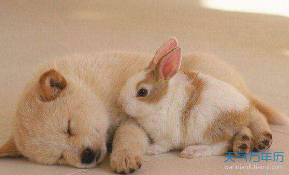属兔的和属兔的在一起相配吗，两个属兔的人在一起