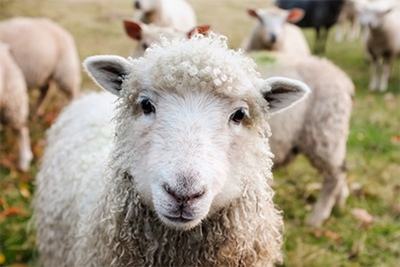 属羊的今年多少岁2022年，79年的羊到2022年多少岁