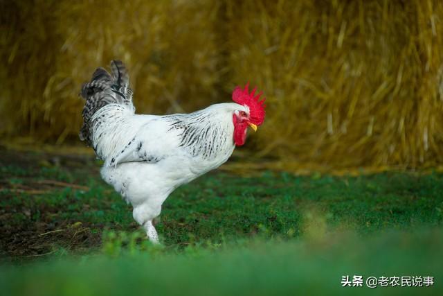 属羊最忌讳的属相，属相羊和什么属相相克