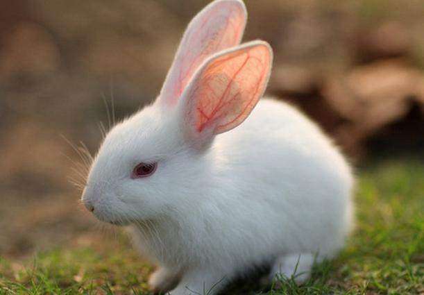 987年兔子多少岁，八七年出生的今年多大了"