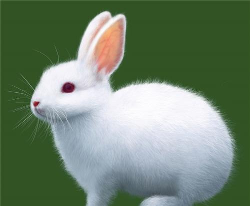 兔子咕咕的叫是不是有毛病，兔子咕咕叫围着脚转圈