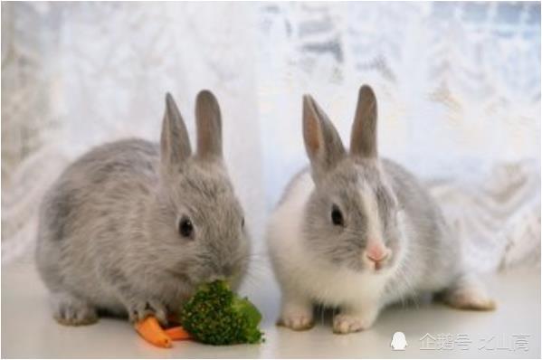 5年出生的兔是什么兔，1963年的属兔的是什么命"