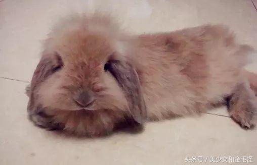 垂耳兔体型一般多大，荷兰垂耳兔能长多大