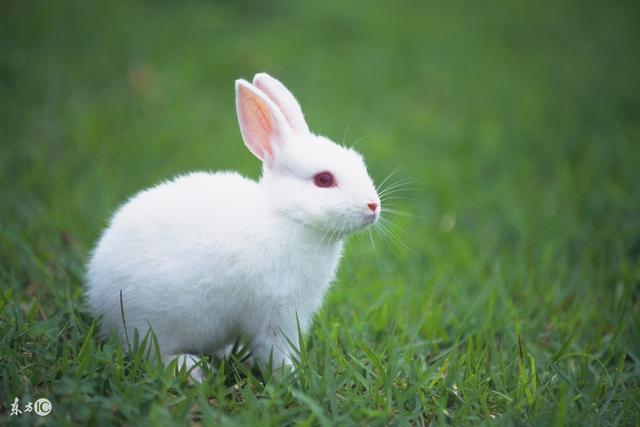 属兔的人什么月份出生更好，属兔人生于二月