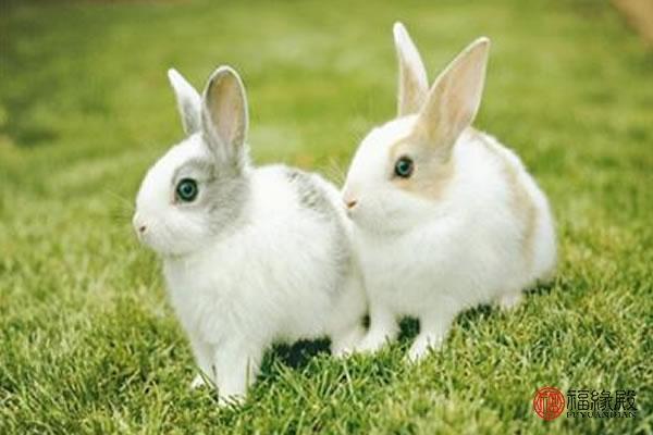987属兔的一生婚姻，属兔的会在哪一年离婚"