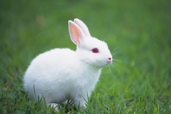 六三年属兔的是什么命，属兔1963年是什么命