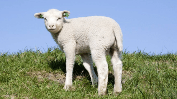 属羊的哪年出生，属羊的年份有哪几年