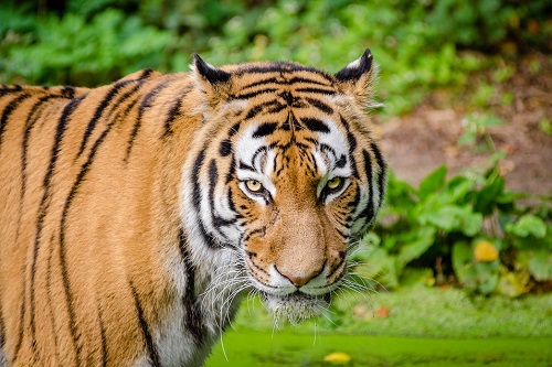 属虎的年份属虎出生年份，1962年属虎的是什么命