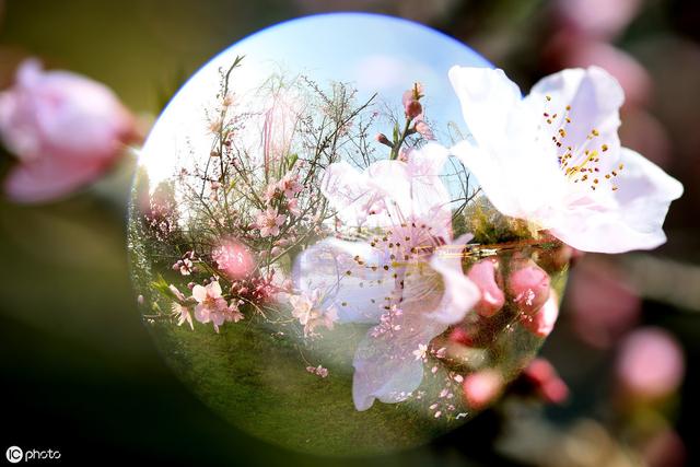 八字中各种桃花的查法口诀，八字沐浴桃花查法