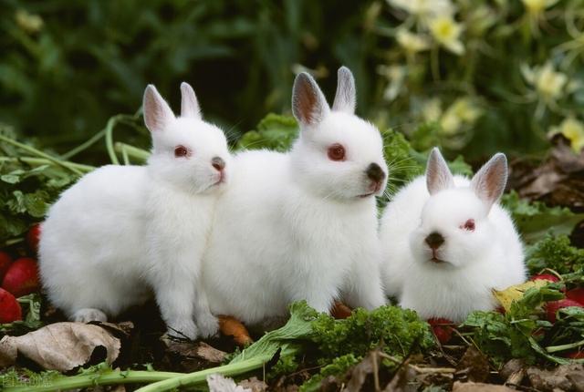 兔子能活多少岁，兔子最怕什么药