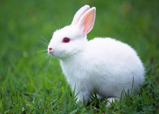 七五年属兔女人的命运，75女兔2022 年每月运程