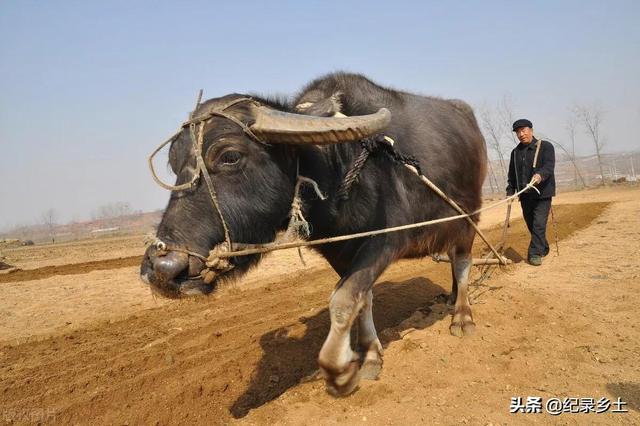 本命年的大忌属牛可以穿红色吗，85年属牛三大坎