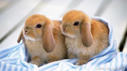 垂耳兔体型一般多大，荷兰垂耳兔能长多大