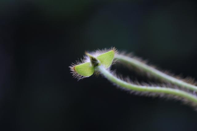 属兔人命里最苦的出生月份，兔命几月最苦