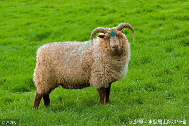 属羊的今年多大了2003，2003年出生的2022 年几岁