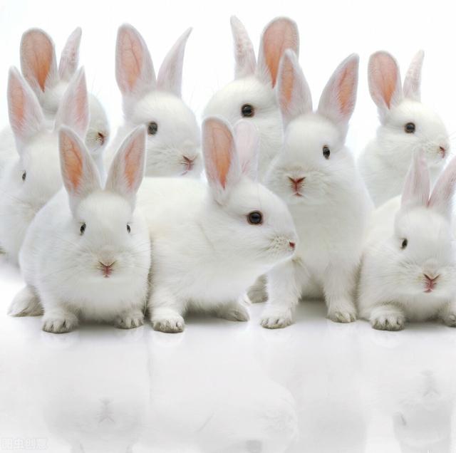 987年兔的寿命有多长，属兔的五大贵人"