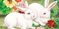 属兔的和属兔的在一起相配吗，兔与兔婚配是否合适