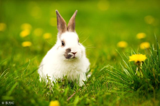 几月属兔的命更好，属兔什么时辰出生命苦