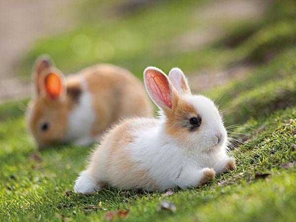 属兔2010年是多少大，1963年属兔的是什么命