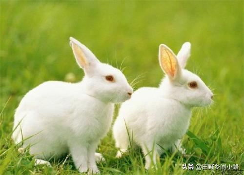 兔子的养殖技术及 *** ，饲养兔子的正确 ***
