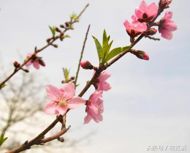 种什么花能带来桃花运，桃花运抖音版