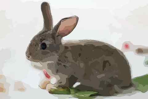5年出生的兔是什么兔，1963年的属兔的是什么命"