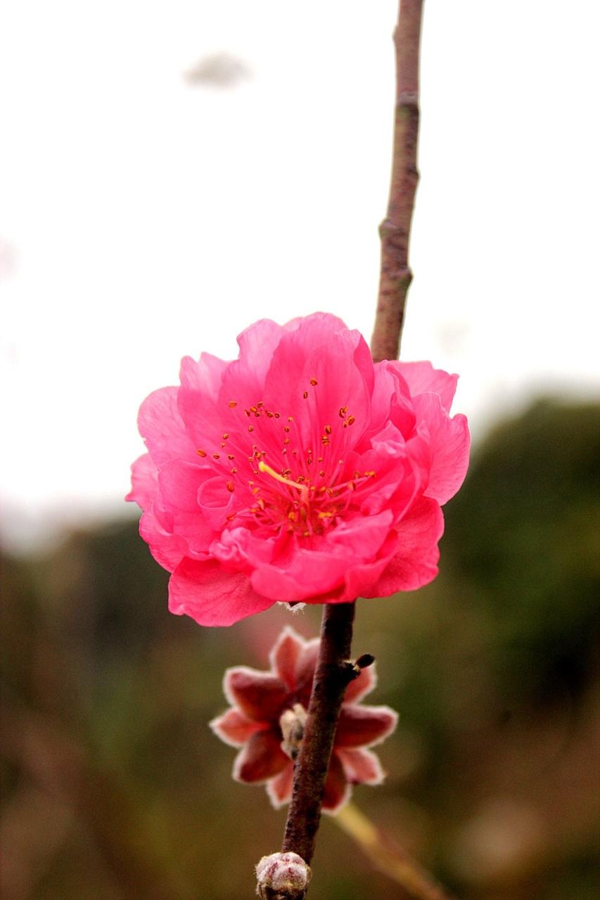 命中带0朵桃花的人，出生时辰看你命带桃花