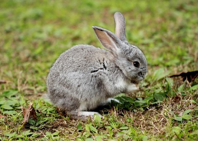 022年属兔的多少岁，2022年属兔的是什么命"