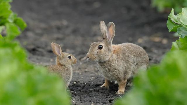 0后兔子多少岁，属兔的今年多大"