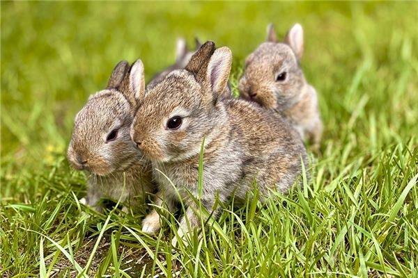 7年属兔和属什么的最合适，1987年属兔的幸运数字是多少"