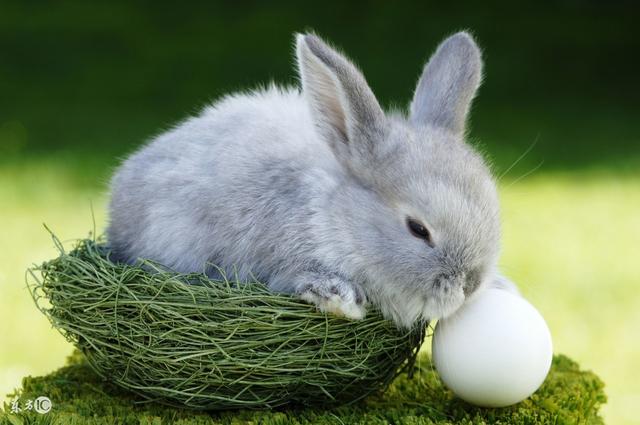 属兔的人什么月份出生更好，属兔人生于二月