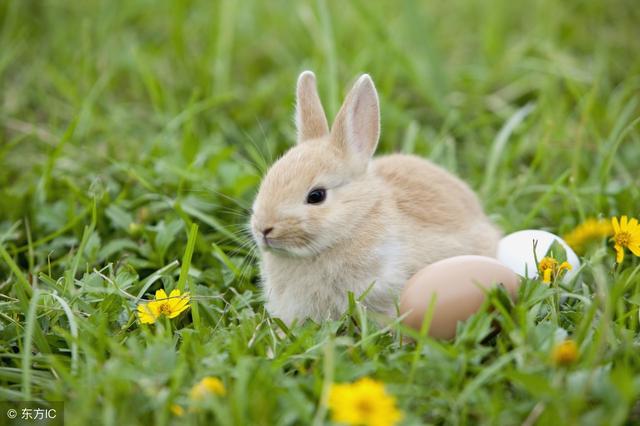 属兔的人几点出生更好，属兔几点出生最不好命