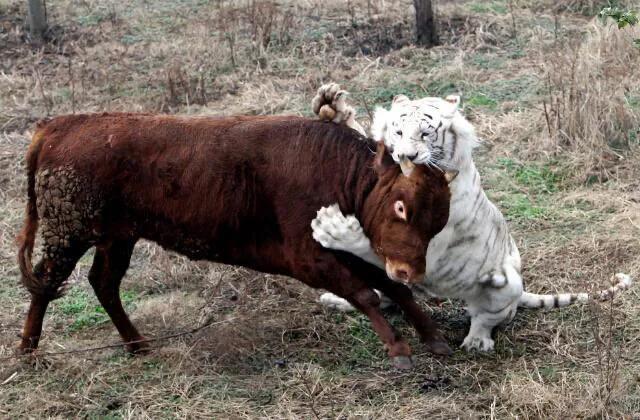 生肖牛和牛的婚姻怎样，生肖牛和羊相冲吗