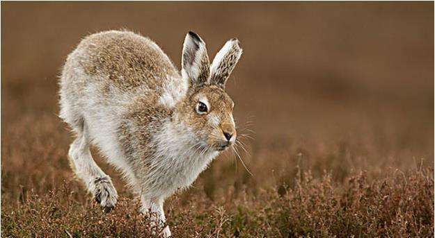 963年的属兔的是什么命，1963年属兔的是什么命五行"
