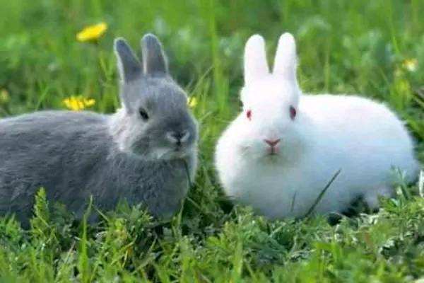 属兔的人几月出生更好命，生肖兔几月出生财运旺
