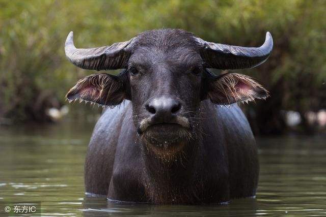 牛的对头是什么动物，牛的天敌是什么克星