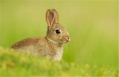 999年六月属兔是什么命，1999年属兔六月出生的命运"