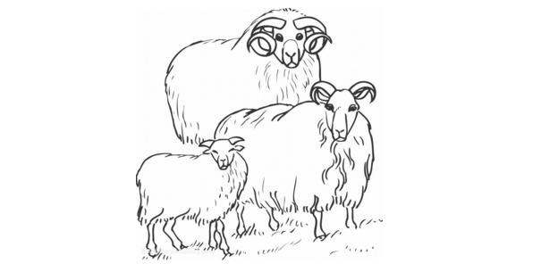 属羊的运气怎么样六七年的，67年属羊54岁命中注定