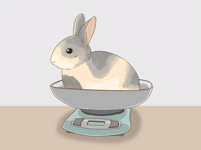 判断兔子的年龄，兔子标准体重与年龄表